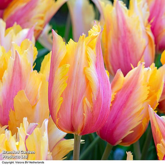 Tulip 'Flaming Memory'