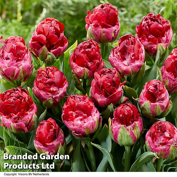 Tulip 'Ice Cream Collection'