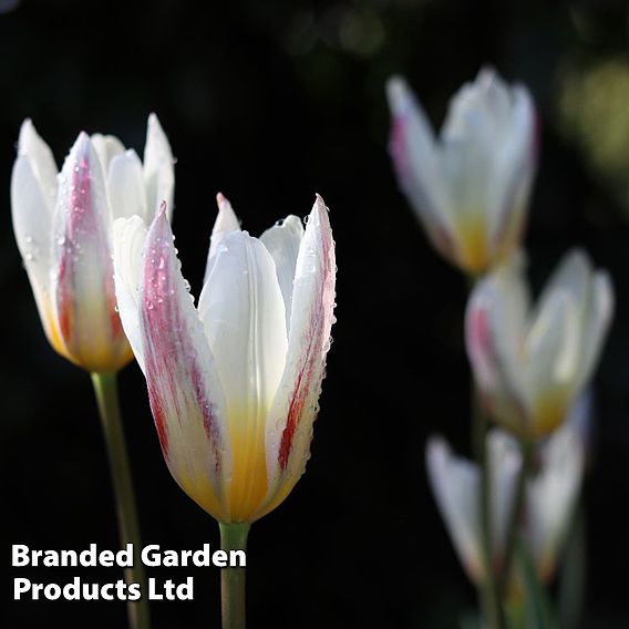 Tulip 'Ice Stick' (Kaufmanniana Group)