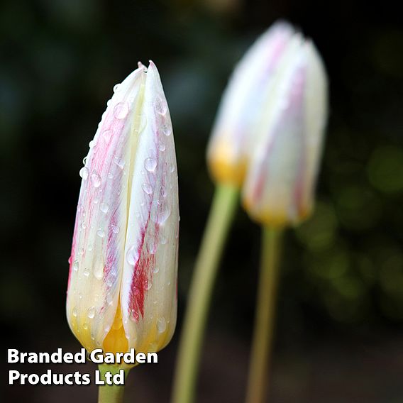 Tulip 'Ice Stick' (Kaufmanniana Group)