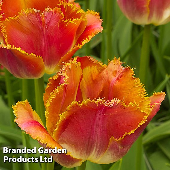 Tulip 'Miami Sunset'