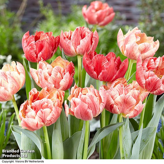 Tulip 'Peptalk'