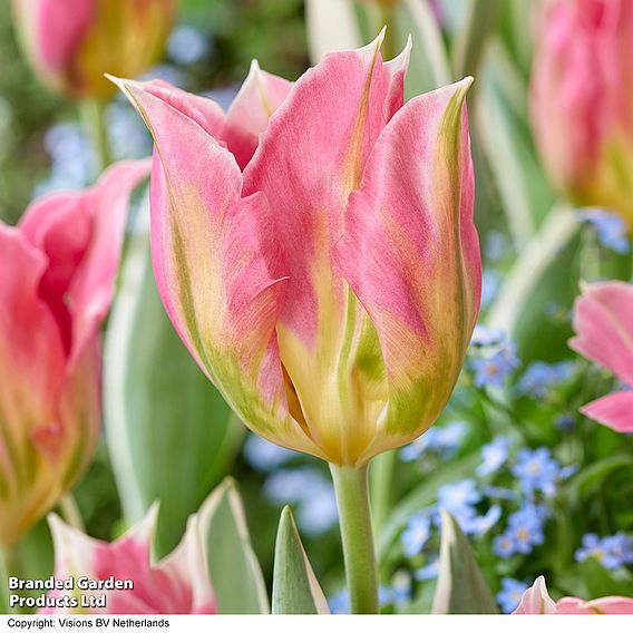 Tulip 'Pink Artist'