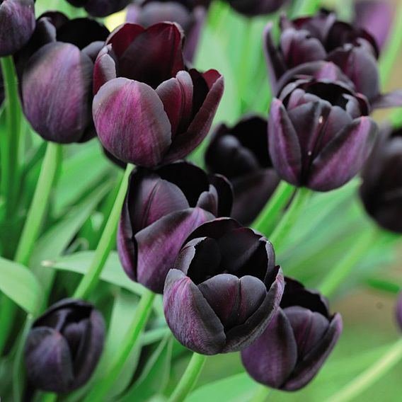 Tulip 'Queen of the Night'