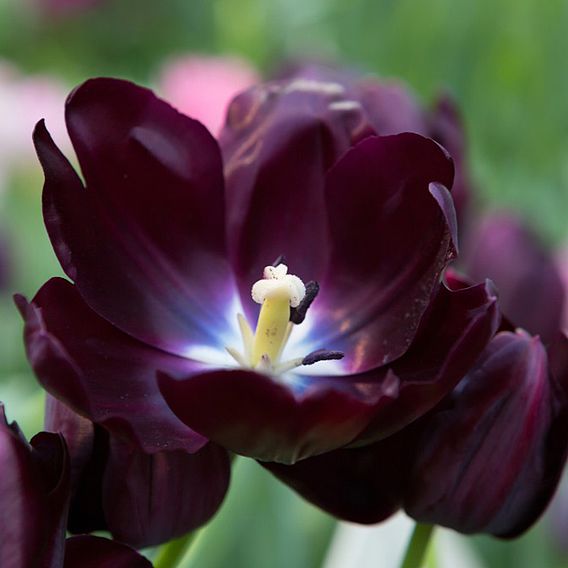 Tulip 'Queen of the Night'