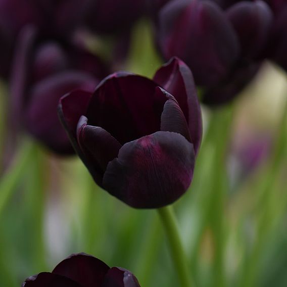 Tulip 'Queen of the Night'