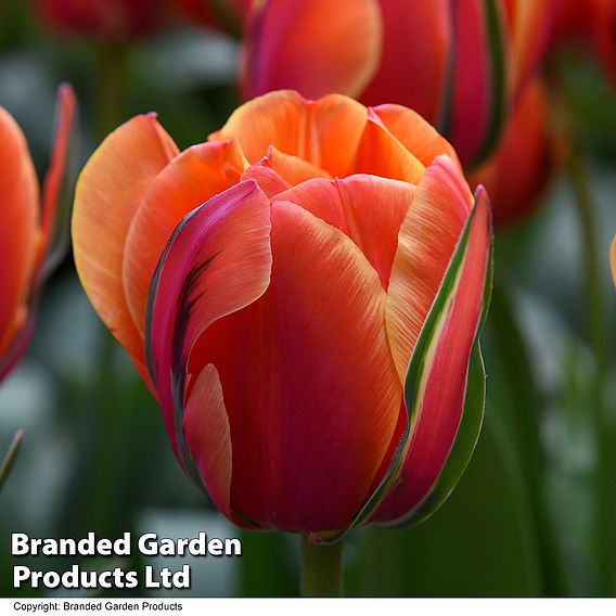 Tulip 'Queensday'