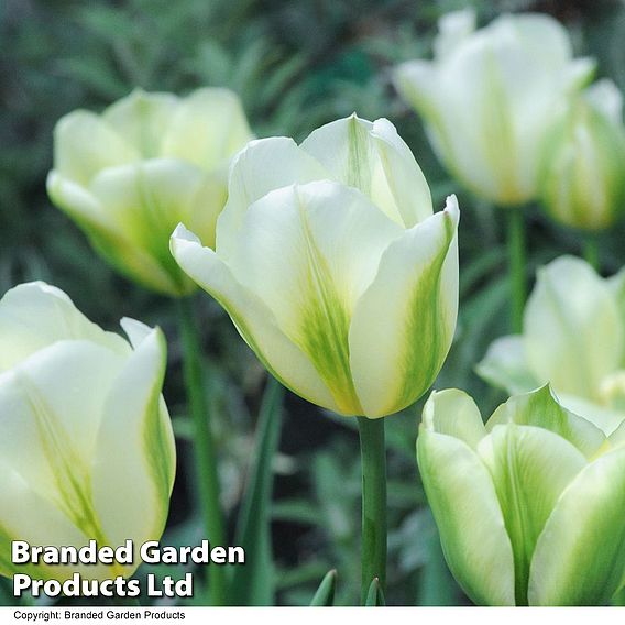 Tulip 'Spring Green'