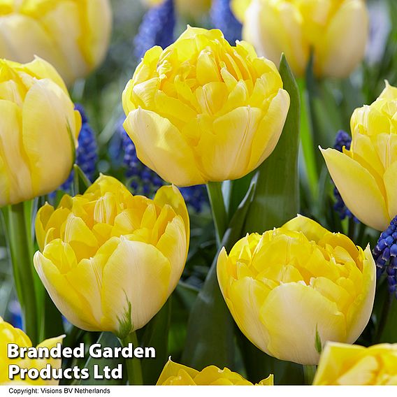 Tulip 'Super Scented Collection'