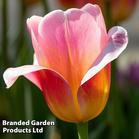 Tulip 'Tom Pouce'