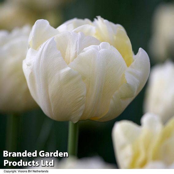 Tulip 'Super Scented Collection'