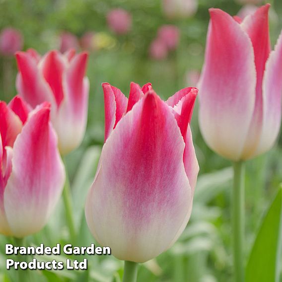 Tulip 'Colour Changing Collection'