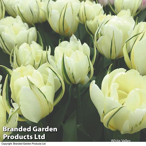 Tulip 'Queensday' and 'White Valley' Collection