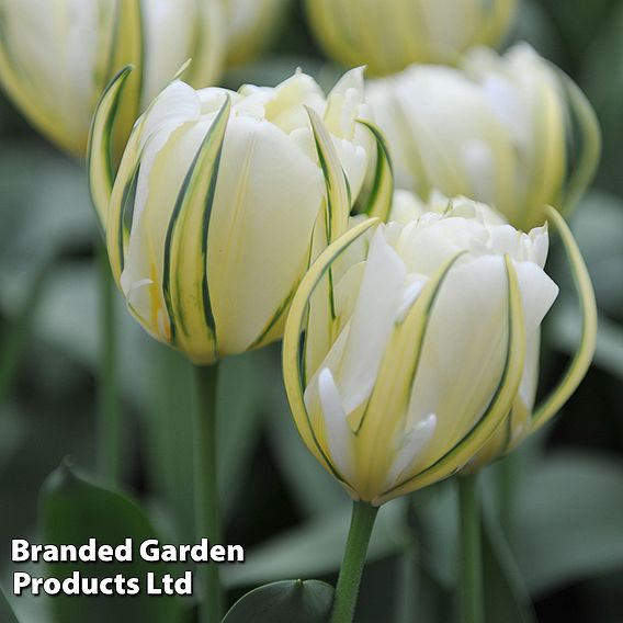 Tulip 'White Valley'