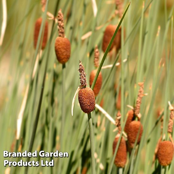 Typha minima (Marginal Aquatic)