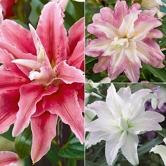 Tree Lily 'Crystal' Collection