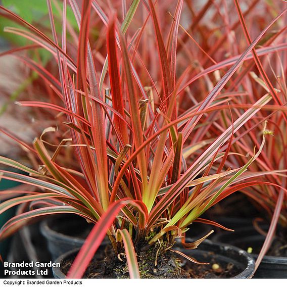 Uncinia rubra ‘Everflame’