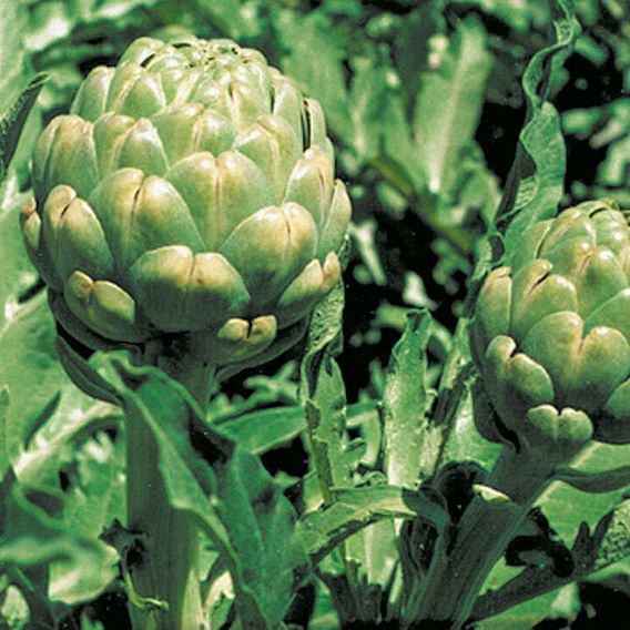 Globe Artichoke 'Green Globe Improved' F1 Hybrid