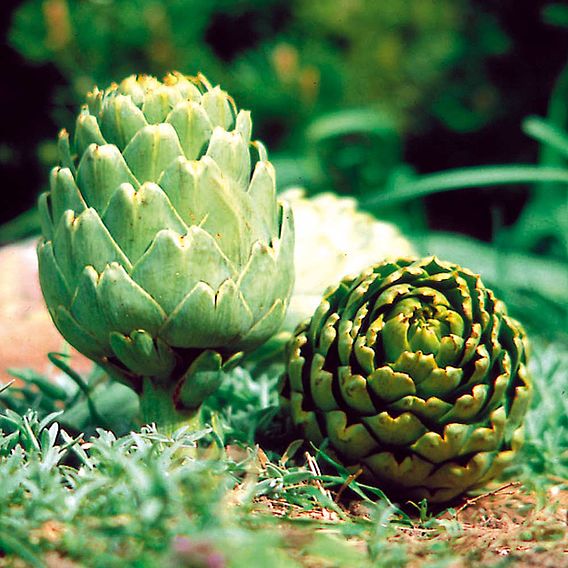 Globe Artichoke 'Green Globe Improved' F1 Hybrid