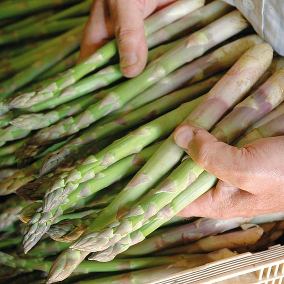 Asparagus 'Backlim'