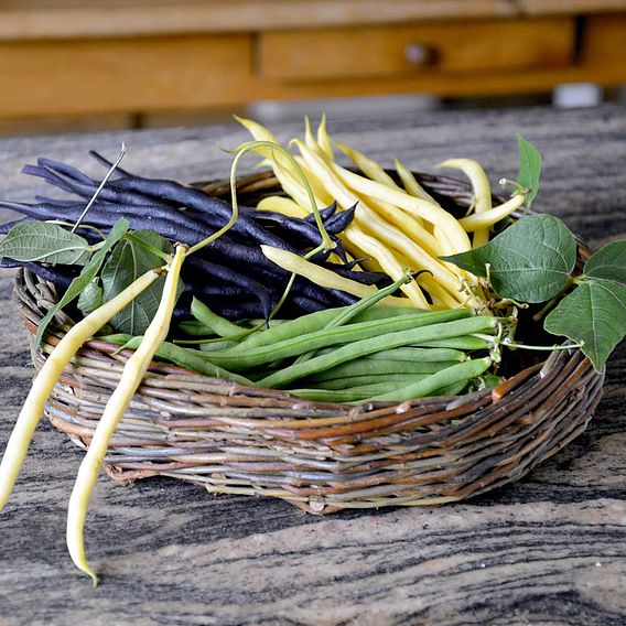 Climbing Bean 'Colourful Collection'