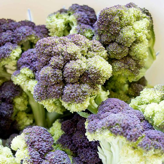Broccoli 'Jacaranda'