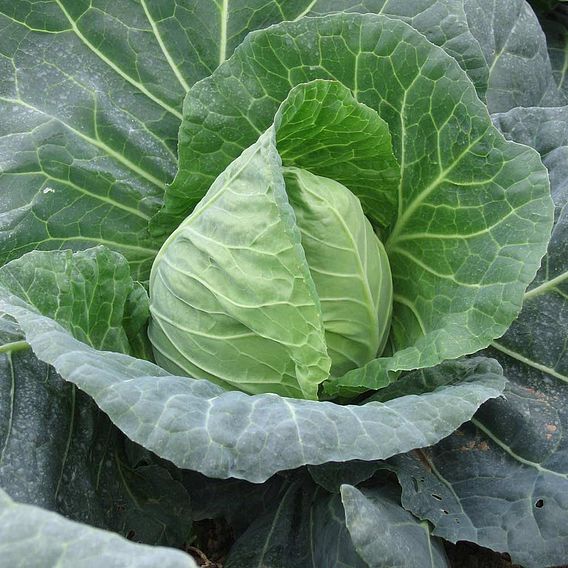 Early Brassica Collection