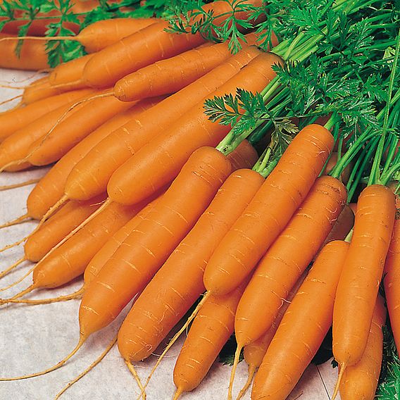 Carrot 'Amsterdam Forcing 3' - Seeds