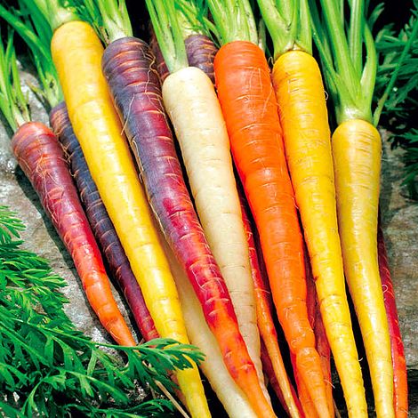 Carrot Seeds - Rainbow 