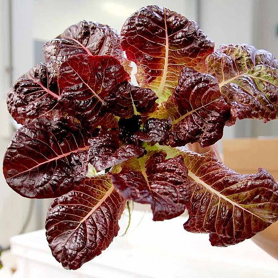 Lettuce 'Outredgeous' (Romaine)