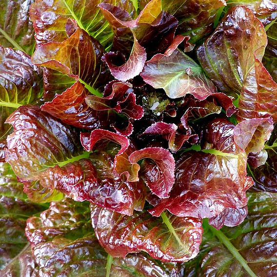 Lettuce 'Outredgeous' (Romaine)