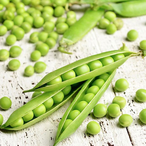 Pea 'Champion Of England' (Maincrop)