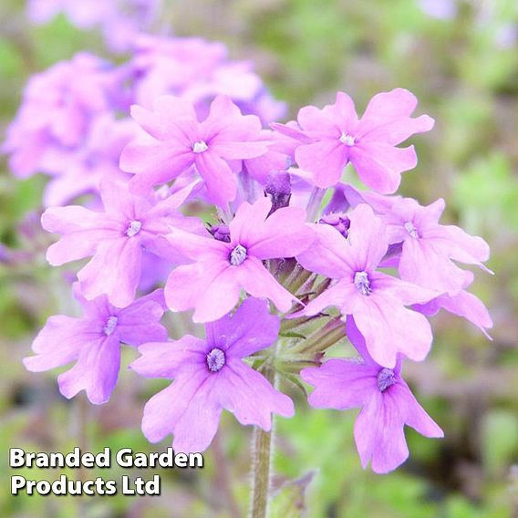 Verbena 'Homestead Purple'