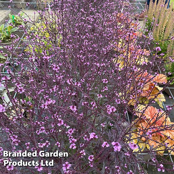 Verbena 'Lavender Lace'