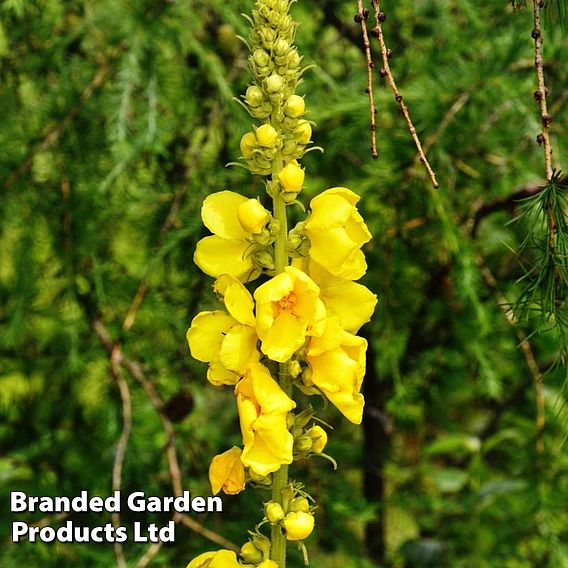 Verbascum Olympicum