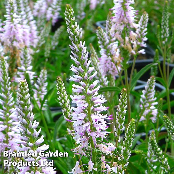 Veronica 'Inspire Pink'