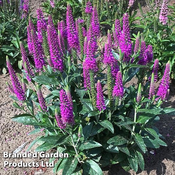 Veronica Purplegum Candles