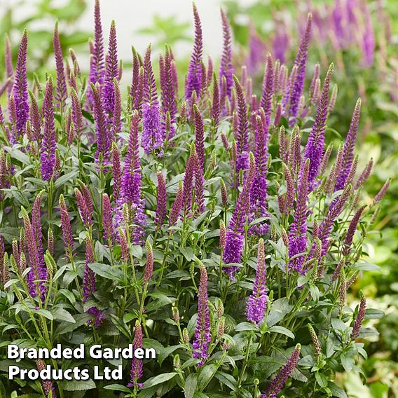 Veronica Purplegum Candles