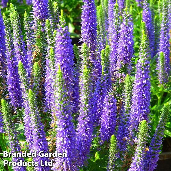 Veronica spicata 'Ulster Dwarf Blue'