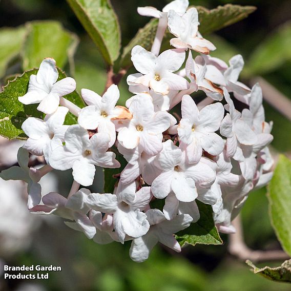 Viburnum carlesii 'Aurora'