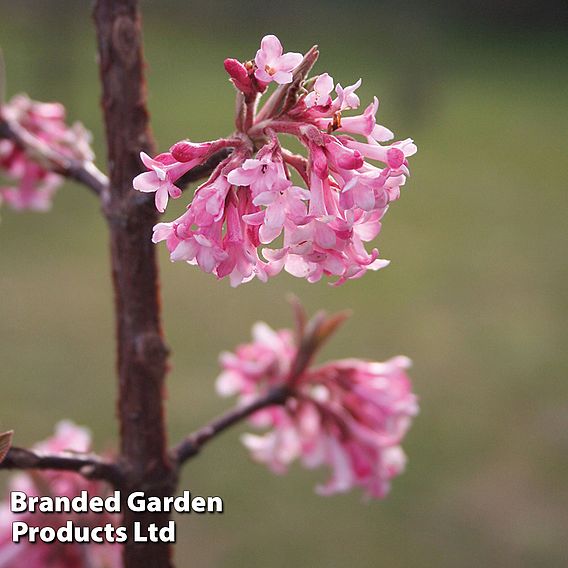 Viburnum x bodnantense 'Dawn'