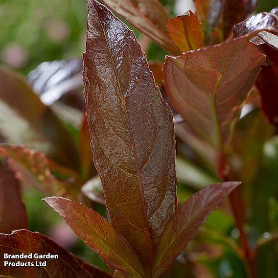 Viburnum odoratissimum 'Coppertop'