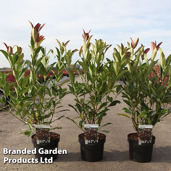 Viburnum odoratissimum 'Coppertop'