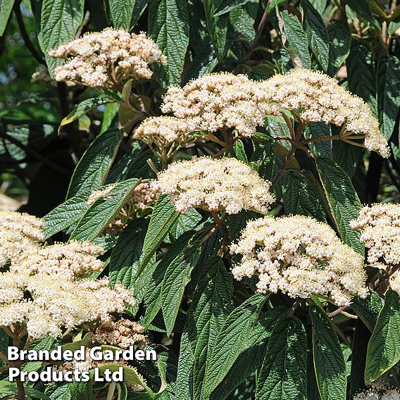 Viburnum rhytidophyllum 'Holland'