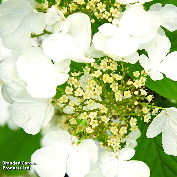 Viburnum plicatum f. tomentosum 'Kilimanjaro'