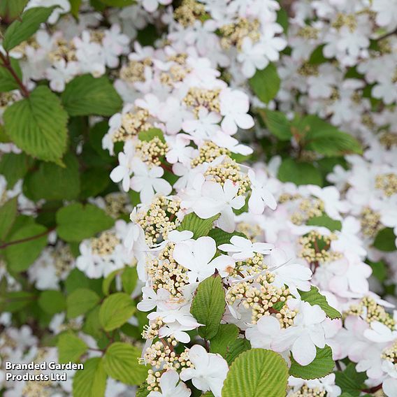 Viburnum plicatum f. tomentosum 'Kilimanjaro'