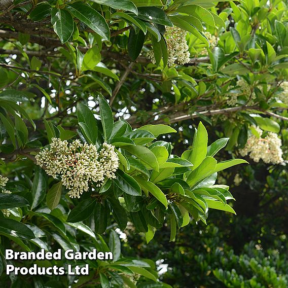 Viburnum odoratissimum var. awabuki