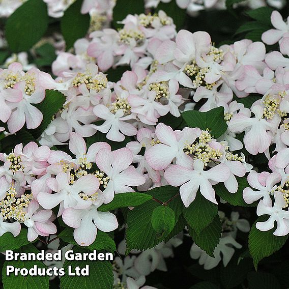 Viburnum plicatum f. tomentosum 'Pink Beauty'