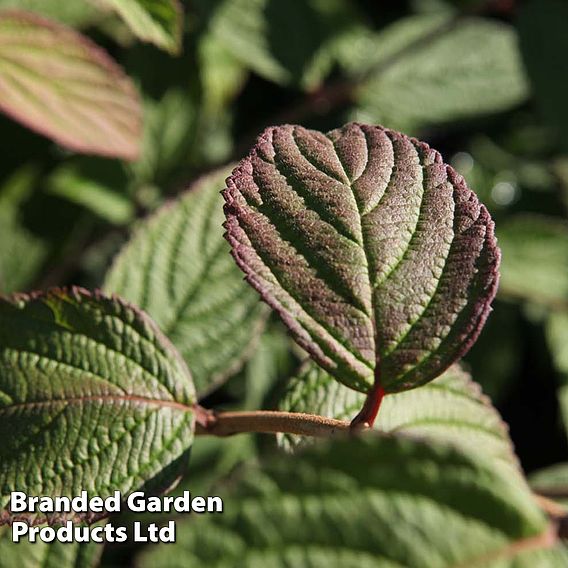 Viburnum plicatum f. tomentosum 'Pink Beauty'