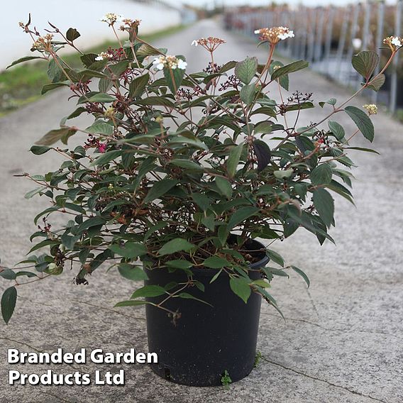 Viburnum plicatum 'Shirogami'